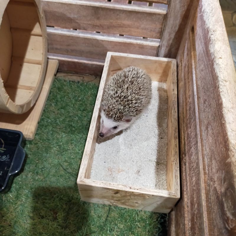 ハビーなんば教室動物イベント写真②